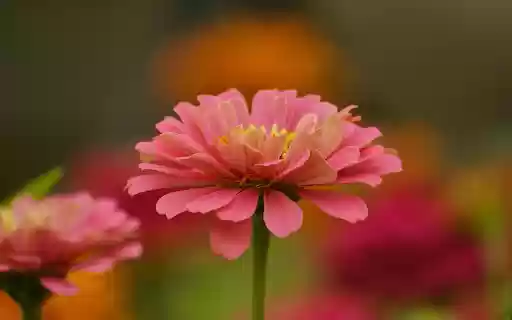Flowers bloom in spring  from Chrome web store to be run with OffiDocs Chromium online