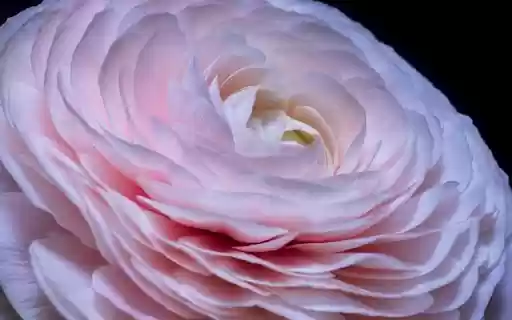 FLOWERS BLOOM Theme  from Chrome web store to be run with OffiDocs Chromium online