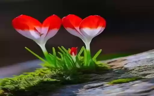 Flowers growing on moss Wallpaper  from Chrome web store to be run with OffiDocs Chromium online