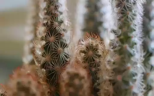 Flower shaped cactus girls  from Chrome web store to be run with OffiDocs Chromium online