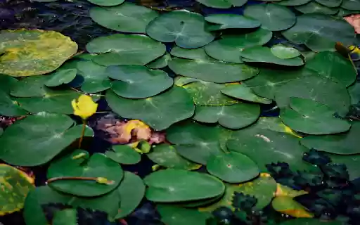 Flowers in the leaves  from Chrome web store to be run with OffiDocs Chromium online