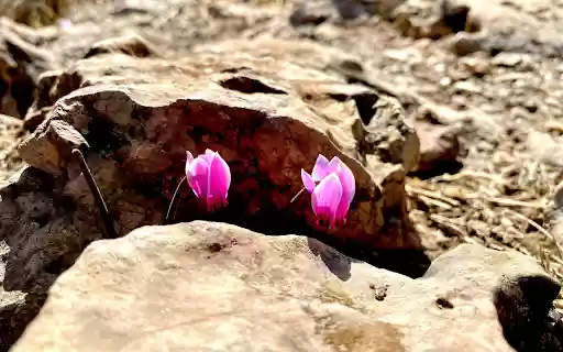 Flowers in the rock crevice  from Chrome web store to be run with OffiDocs Chromium online