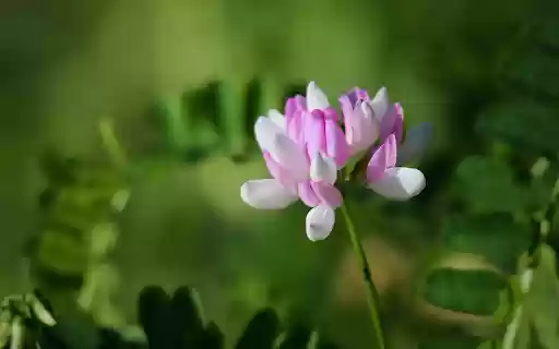 Flowers in the sun  from Chrome web store to be run with OffiDocs Chromium online