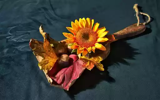 Flowers, leaves and seeds  from Chrome web store to be run with OffiDocs Chromium online