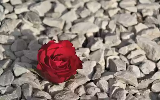 Flowers on rocks from Chrome web store to be run with OffiDocs Chromium online Flowers on rocks from Chrome web store to be run with OffiDocs Chromium online