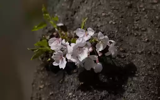 Flowers on the tree trunk  from Chrome web store to be run with OffiDocs Chromium online