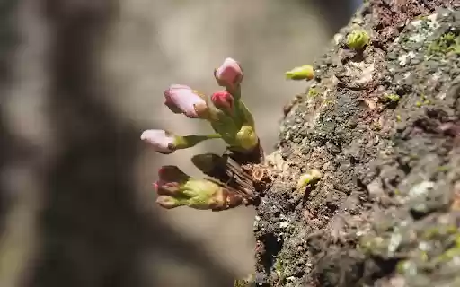 flower sprouts  from Chrome web store to be run with OffiDocs Chromium online