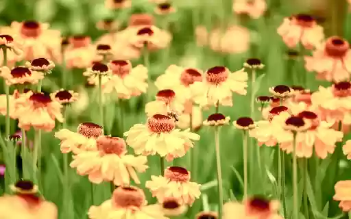 Flowers yellow blossom from Chrome web store to be run with OffiDocs Chromium online Flowers yellow blossom from Chrome web store to be run with OffiDocs Chromium online