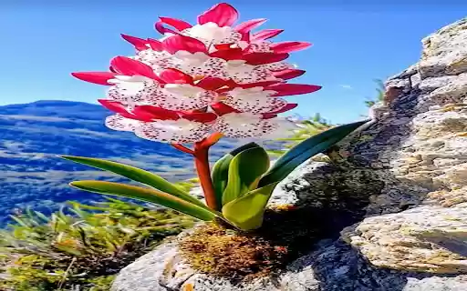 flower wallpaper on stone  from Chrome web store to be run with OffiDocs Chromium online