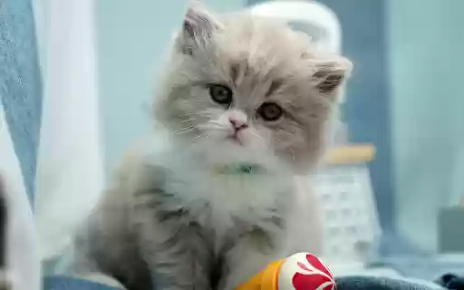 Fluffy Kitten  from Chrome web store to be run with OffiDocs Chromium online