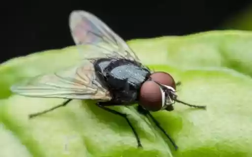fly on leaf wallpaper  from Chrome web store to be run with OffiDocs Chromium online