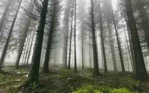 Fog in the pine forest  from Chrome web store to be run with OffiDocs Chromium online