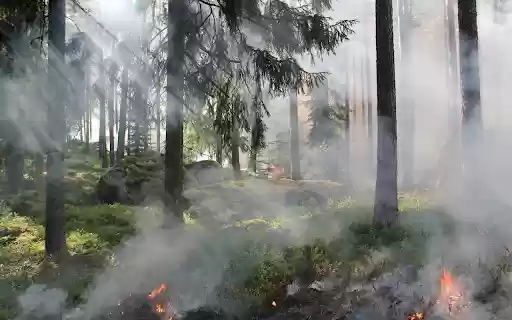 Forest fires  from Chrome web store to be run with OffiDocs Chromium online