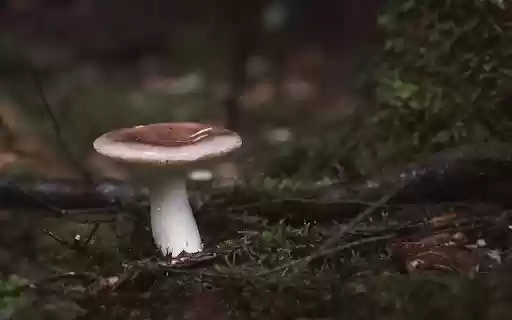 Forest Floor Mushroom  from Chrome web store to be run with OffiDocs Chromium online