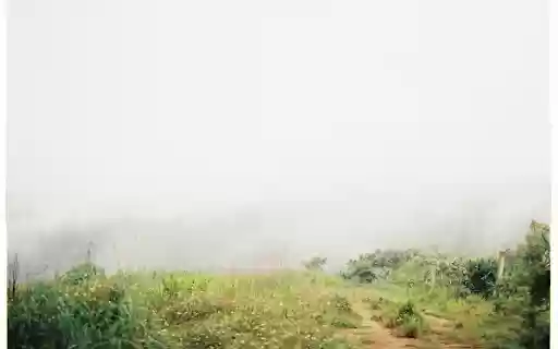 forest fog  from Chrome web store to be run with OffiDocs Chromium online