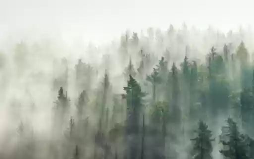 Forest in the Fog from Chrome web store to be run with OffiDocs Chromium online Forest in the Fog from Chrome web store to be run with OffiDocs Chromium online