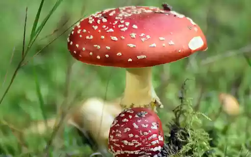 Forest mushrooms from Chrome web store to be run with OffiDocs Chromium online Forest mushrooms from Chrome web store to be run with OffiDocs Chromium online