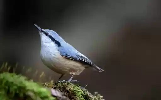 ক্রোম ওয়েব স্টোর থেকে মসে ফরেস্ট নুথ্যাচ অফিফডক্সের মাধ্যমে চালানো হবে ক্রোমিয়াম অনলাইনে