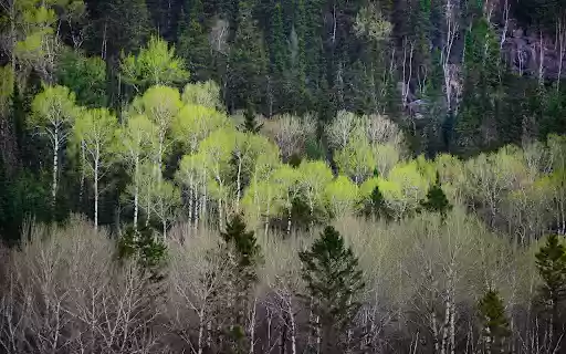Forest of changing leaves from Chrome web store to be run with OffiDocs Chromium online Forest of changing leaves from Chrome web store to be run with OffiDocs Chromium online