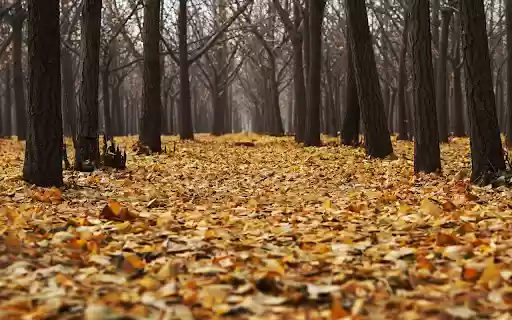 Forest of fallen leaves  from Chrome web store to be run with OffiDocs Chromium online