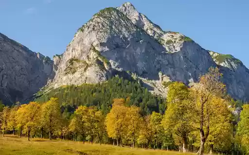 Forest of yellow leaves  from Chrome web store to be run with OffiDocs Chromium online