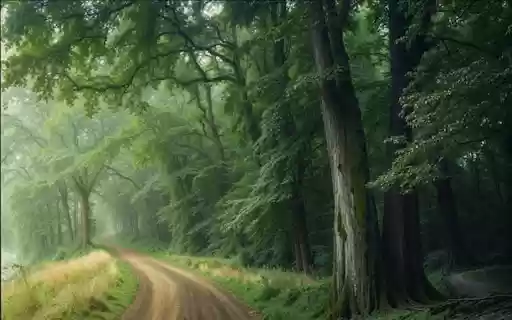 FOREST ROAD Theme  from Chrome web store to be run with OffiDocs Chromium online