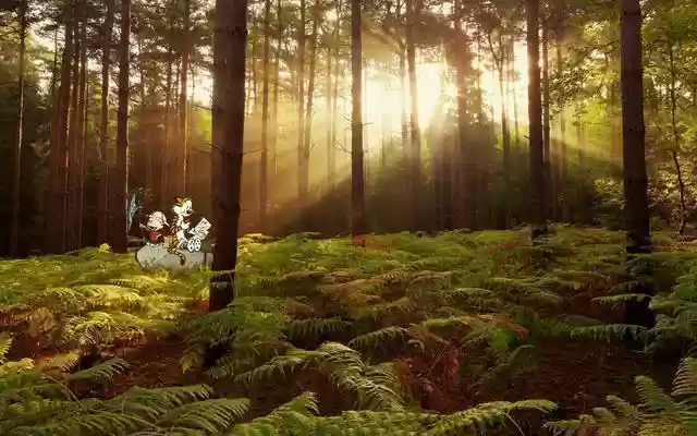 Forest Sherwood Forest Sunlight Desktop Wallp  from Chrome web store to be run with OffiDocs Chromium online