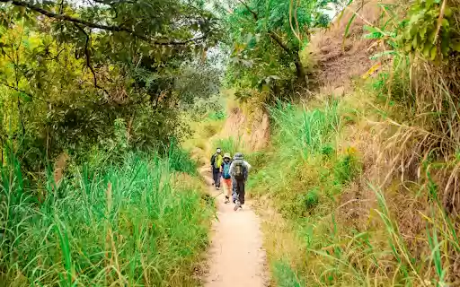 Forest trail  from Chrome web store to be run with OffiDocs Chromium online