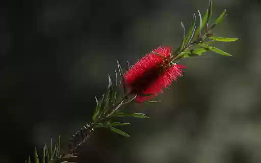 Foxtail red flowers from Chrome web store to be run with OffiDocs Chromium online Foxtail red flowers from Chrome web store to be run with OffiDocs Chromium online