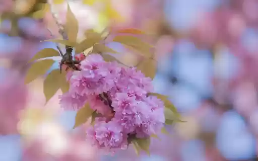 Fragile bunch of pink petals  from Chrome web store to be run with OffiDocs Chromium online