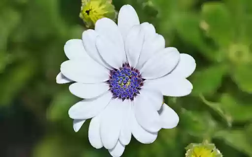 Fragile white daisies  from Chrome web store to be run with OffiDocs Chromium online