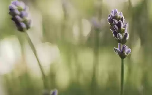 fragrant flower buds  from Chrome web store to be run with OffiDocs Chromium online