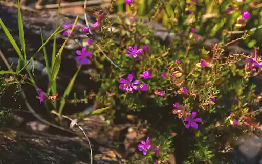 Fragrant purple grass flowers  from Chrome web store to be run with OffiDocs Chromium online