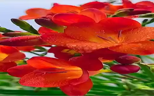 freesia wallpaper...  from Chrome web store to be run with OffiDocs Chromium online