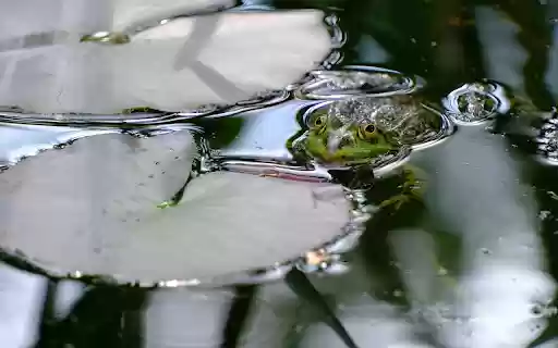 Frog by the lily pond  from Chrome web store to be run with OffiDocs Chromium online