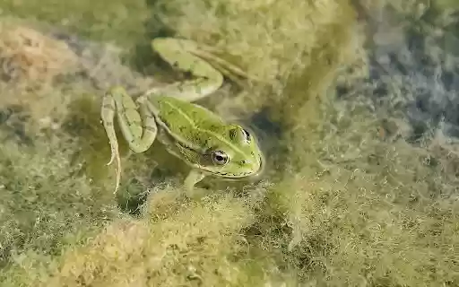 Frog in the moss  from Chrome web store to be run with OffiDocs Chromium online