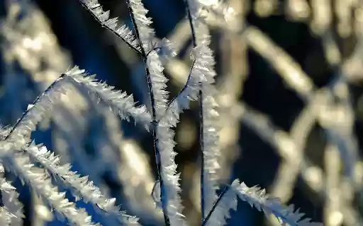 Frost dried tree  from Chrome web store to be run with OffiDocs Chromium online