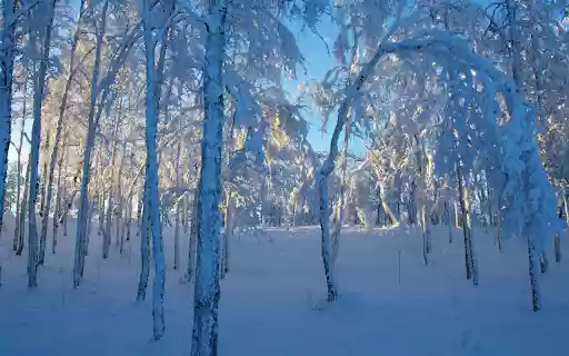 Frosted Forest Sunlight  from Chrome web store to be run with OffiDocs Chromium online