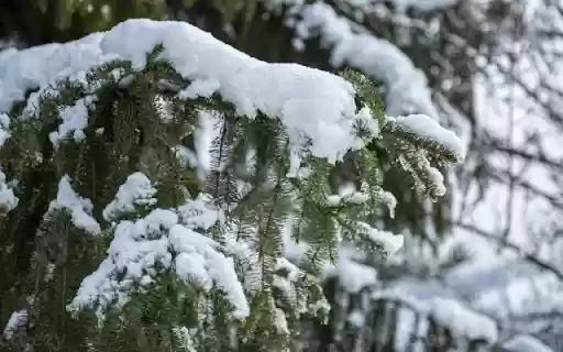 Frozen Winter Pine Tree  from Chrome web store to be run with OffiDocs Chromium online