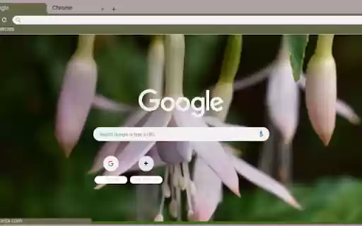 Fuchsia Magellanica  from Chrome web store to be run with OffiDocs Chromium online