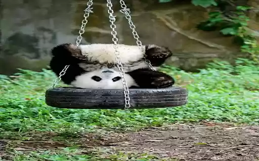 Funny panda wallpapers  from Chrome web store to be run with OffiDocs Chromium online