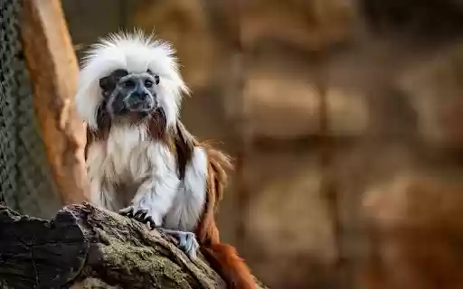 Furry Ape from Chrome web store to be run with OffiDocs Chromium online Furry Ape from Chrome web store to be run with OffiDocs Chromium online