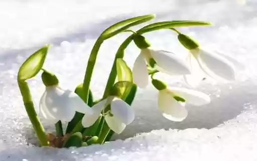 Galanthus nivalis wallpapers  from Chrome web store to be run with OffiDocs Chromium online