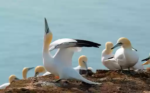 Gannets on the Cliffside from Chrome web store to be run with OffiDocs Chromium online Gannets on the Cliffside from Chrome web store to be run with OffiDocs Chromium online