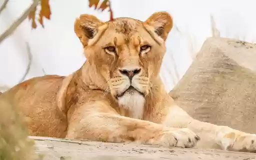 Gentle faced lion  from Chrome web store to be run with OffiDocs Chromium online