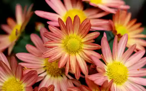 Gerbera Flowers  from Chrome web store to be run with OffiDocs Chromium online