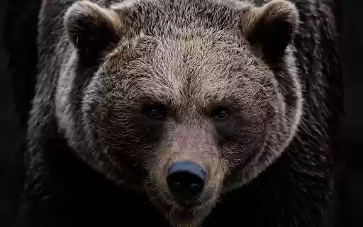 Giant bear  from Chrome web store to be run with OffiDocs Chromium online