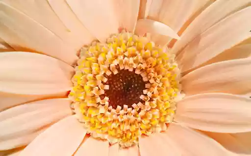 Giant flower  from Chrome web store to be run with OffiDocs Chromium online