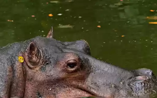 Giant hippo with small ears  from Chrome web store to be run with OffiDocs Chromium online