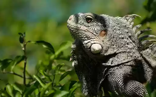 Giant Salamander from Chrome web store to be run with OffiDocs Chromium online Giant Salamander from Chrome web store to be run with OffiDocs Chromium online